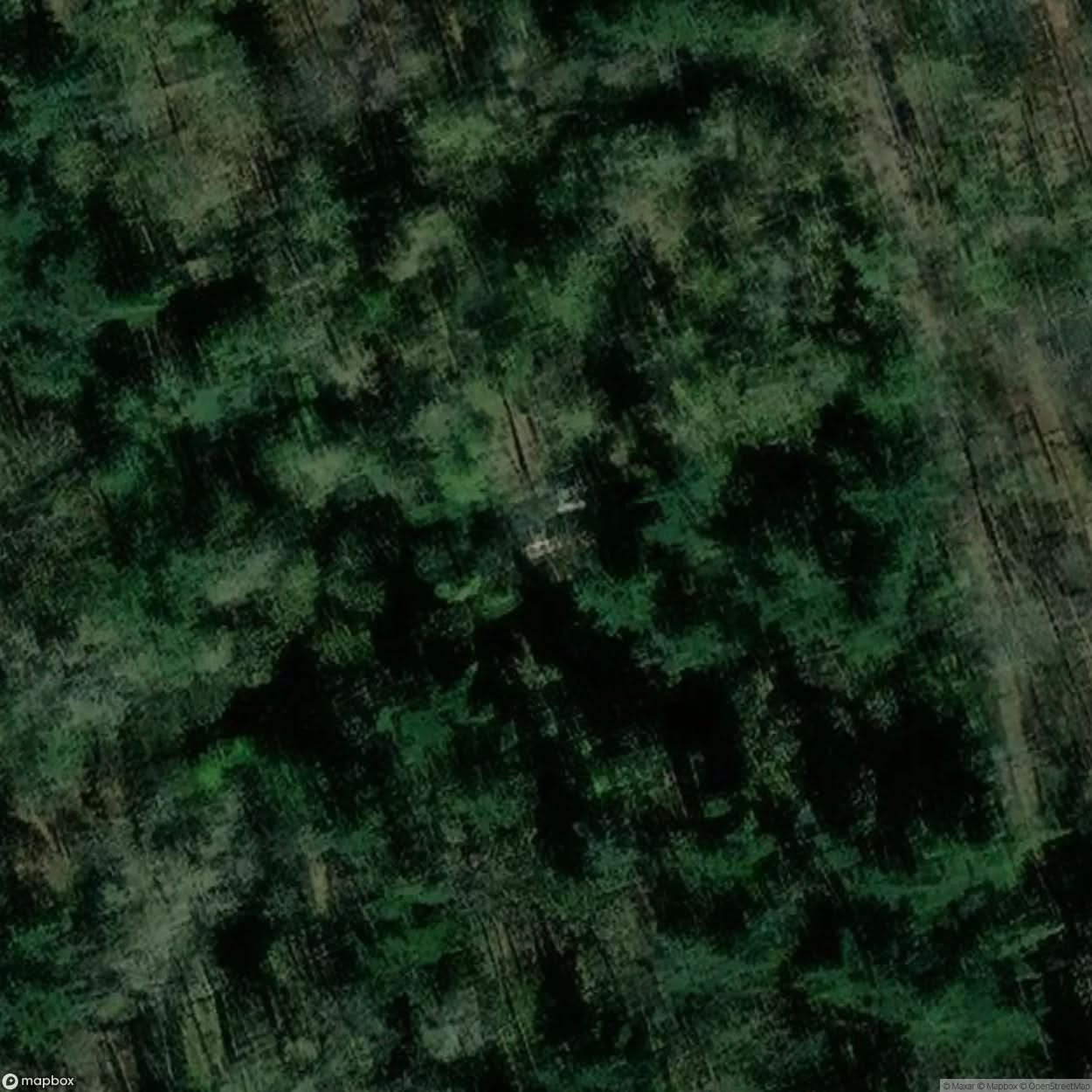 The Cursed Forest Haunted Forest [BEL] #12018
