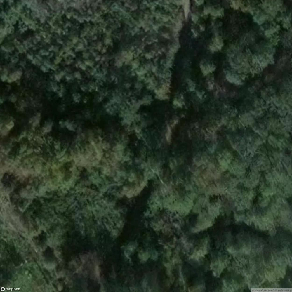 Sacred Oak Natural Monument [DEU] #11820